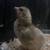 Chickens 8 thumbnail
