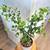60.Rare Curly-Leaf Fig Bonsai in a German designer pot! Pickup at Sou. 1 thumbnail