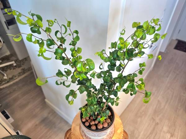 60.Rare Curly-Leaf Fig Bonsai in a German designer pot! Pickup at Sou. 1