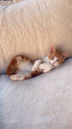 Kittens ready for new homes (Vancouver)63916333422722120