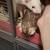 Ferret(s) 2 thumbnail
