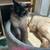 Beautiful Affectionate 1 year old Neutered Siamese Cat 4 thumbnail