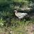 Young Roosters 1 thumbnail