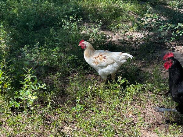 Young Roosters 1