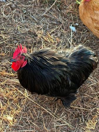 Bantam Chickens 1