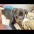 Rottweiler puppy 3 thumbnail