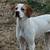 1y/o Female Pointers 1 thumbnail