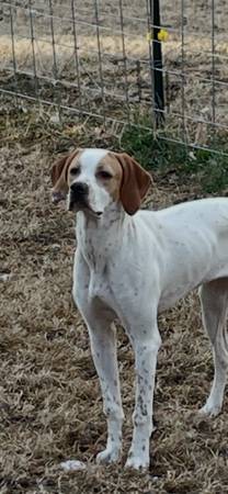 1y/o Female Pointers 1
