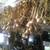SEED *GARLIC BUNDLES* THE LAST WEEK OFSALE 4 thumbnail