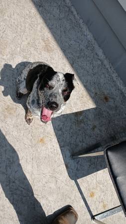Blue heeler (Bowling Green)64018507393281123