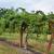 Issai Kiwi Breeder had just deliver 18 young Fruit bearing plants 12 thumbnail