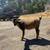 Baby Mini Nigerian Pygmy Goats 6 thumbnail