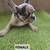 French bulldogs fluffy carrier 3 thumbnail