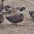 Turkeys &ducks 1 thumbnail
