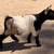 Registered Nigerian dwarf goats 6 thumbnail