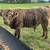 Highland calves 2 thumbnail
