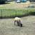 Purebred Suffolk Lambs 3 thumbnail