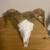 European skull mounts/European Mount 10 thumbnail