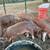 Meat piglets 2 thumbnail