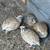 Quail eggs & quails! 6 thumbnail