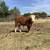 Miniature  Hereford Cattle, Heifers, Bull 7 thumbnail