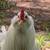 Rooster 1 thumbnail