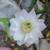 5 gal Large Easter Lilly Cactus 1 thumbnail
