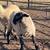 Suffolk ram 2 thumbnail