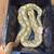Reticulated python 2 thumbnail