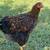 Chicken 2 thumbnail