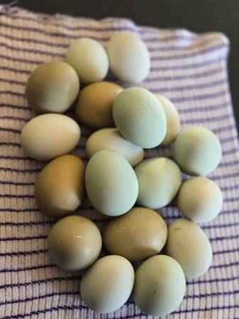 Easter egger hatching eggs 1