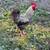 Roosters 3 thumbnail