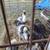 Muskovy Ducklings 2 thumbnail