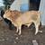 Brahman Bulls 5 thumbnail
