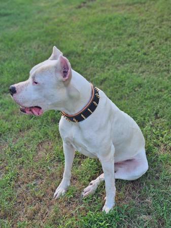 Rehoming my Dogo (Nolanville)63909024519427121