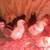 Chicks 2 thumbnail