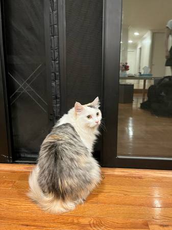 A Beautiful Rescued Calico Kitten needs a loving home at bay area (Fremont)63862000848003122