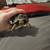 Cherry head tortoise 2 thumbnail