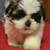 Shih tzu pupies 5 thumbnail