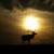 Elk Hunts 2 thumbnail