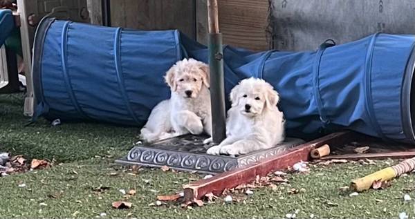Beautiful female golden Aussie doodle puppy on (Grayson)63881507482755121