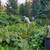 Fall Perennial Plant Sale 2 thumbnail