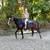 Gorgeous Black Quarter Horse for Sale 1 thumbnail