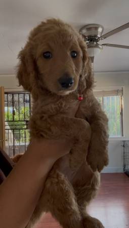 Golden doodle puppies (Los angeles)63869929052291122