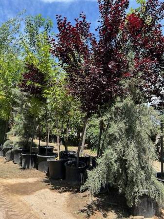 Instant shade trees 1