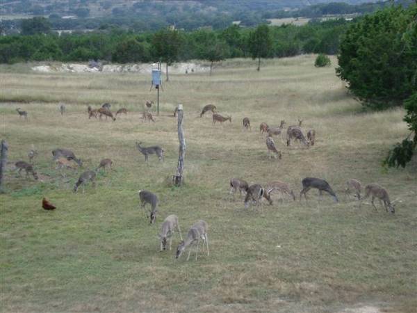 $10 GRATIS, LUGAR GRANDE, TRANQUILO Y SEGURO PARA VIVIR EN TU RV MÁS NUEVO, POR TRABAJO (KERRVILLE)64148846822658124
