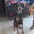 Blue Doberman 1 thumbnail