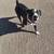 Pit bull needs a home 1 thumbnail