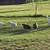 CHICKENS/LAYING NOW! 10 thumbnail