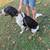 English Pointer 1 thumbnail